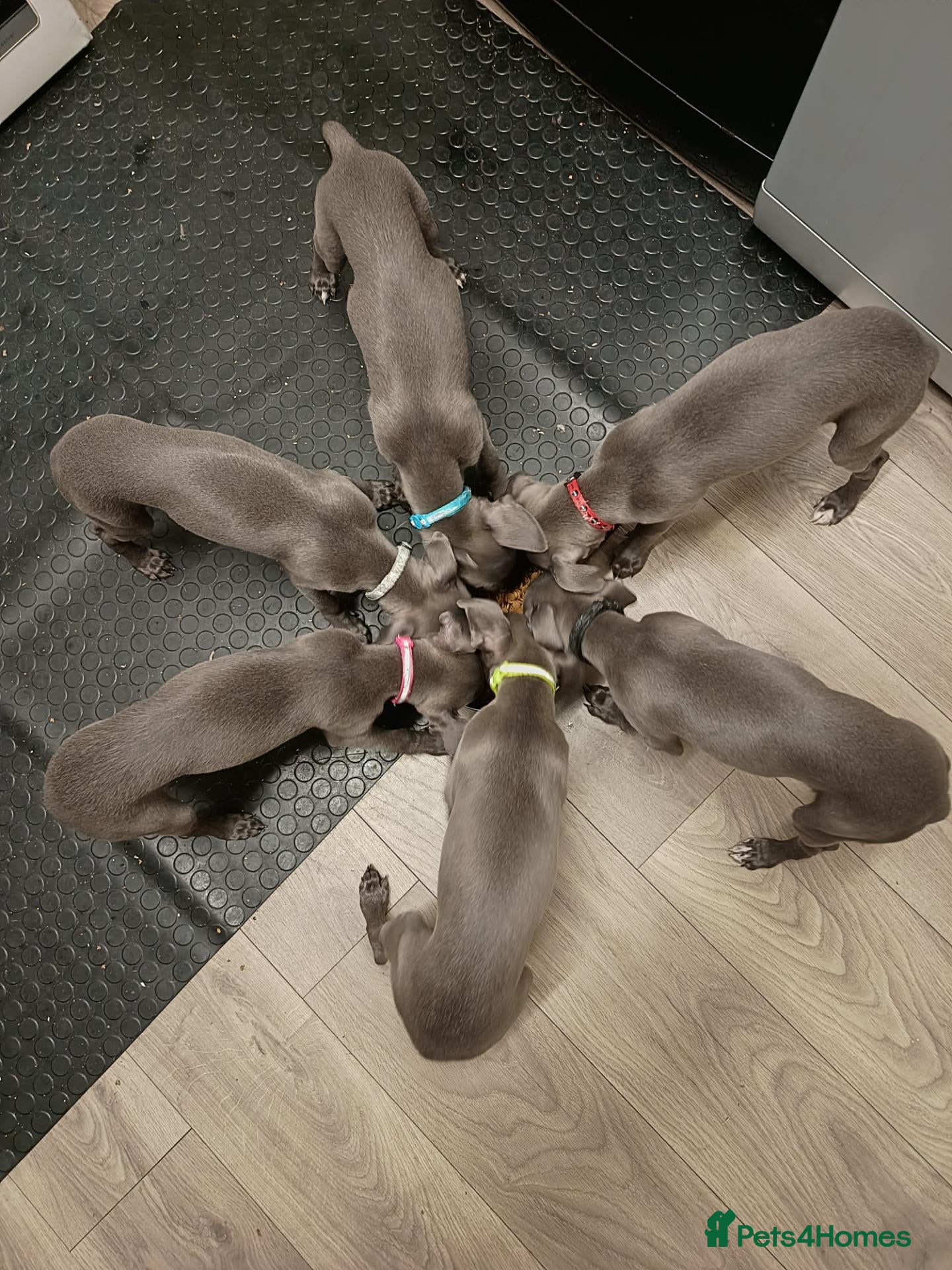 Whippet dogs (Solid) Blue Whippet KC Registered Puppies - Advert 2