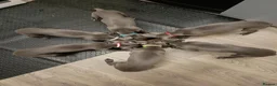 Whippet dogs for sale: (Solid) Blue Whippet KC Registered Puppies - Advert 2