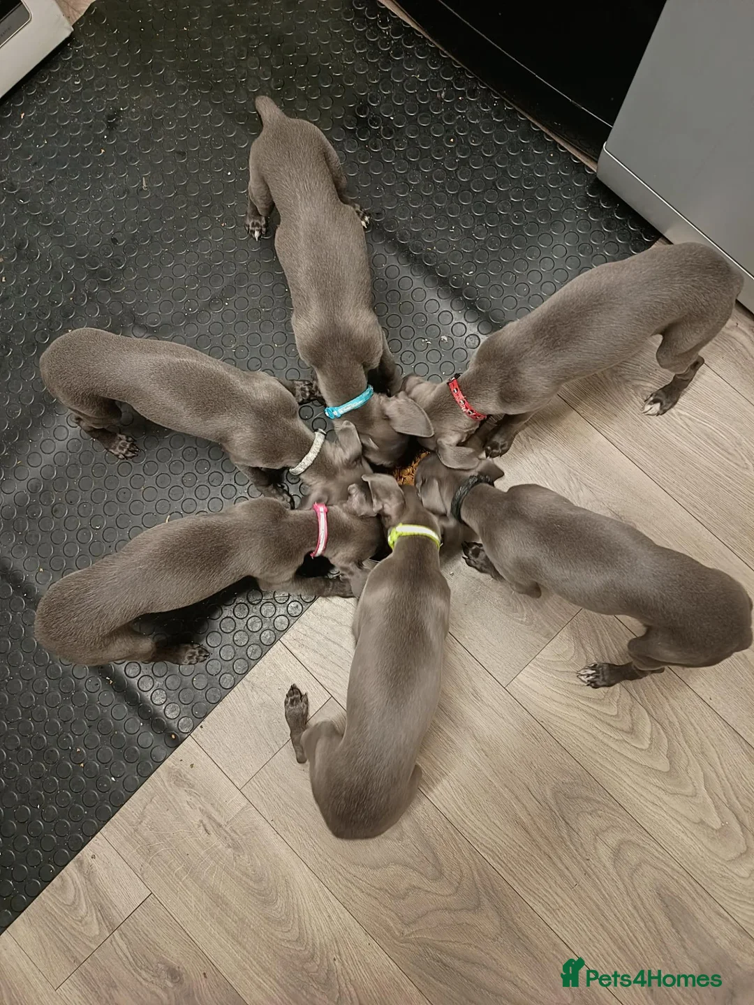 Whippet dogs for sale: (Solid) Blue Whippet KC Registered Puppies - Advert 2