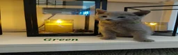 Russian Blue cats for sale: 🐾 All Kittens Reserved 🐾 - Advert 22