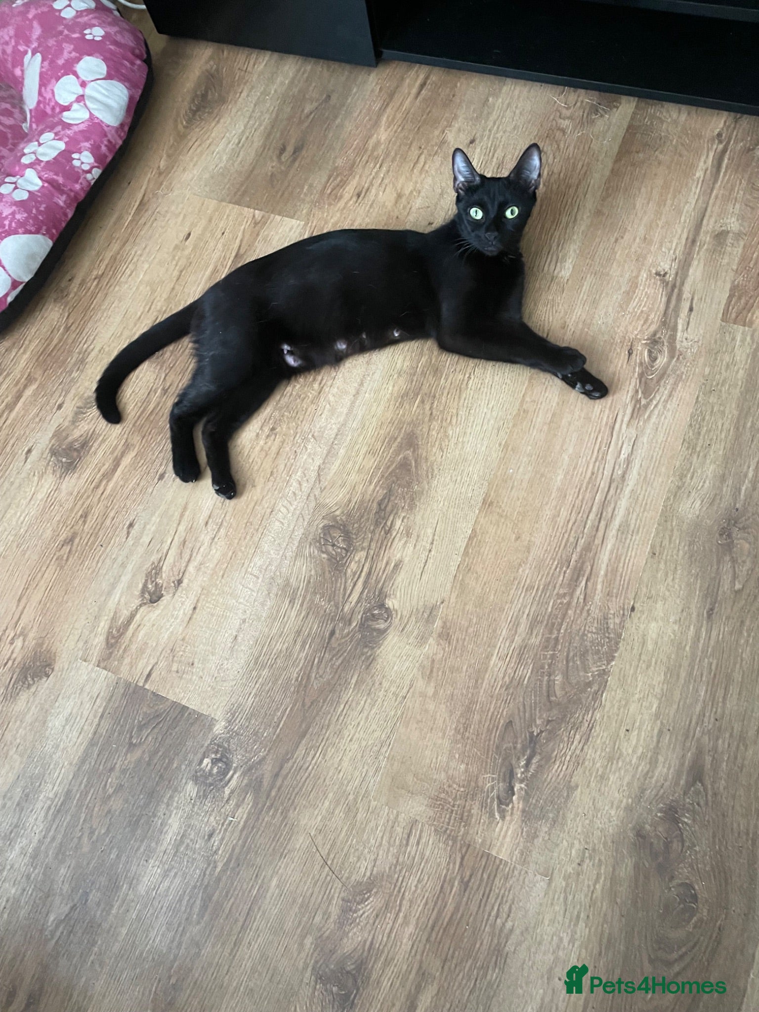 Mixed Breed cats Tess01 Sooty - Advert 2