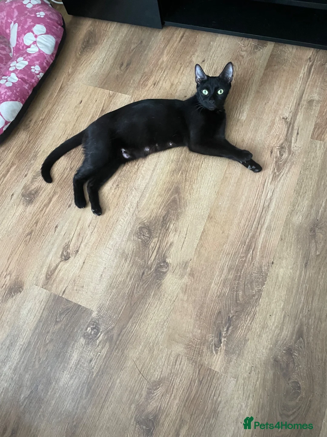 Mixed Breed cats for sale: Tess01 Sooty in Oldbury - Advert 1