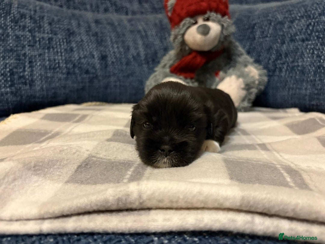 Lhasa Apso dogs for sale: Lhasa Apso Male Puppies for Sale  - Advert 10