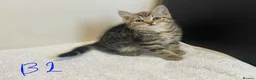 European cats for sale: Beautiful kittens for sale - Advert 4
