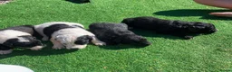 Bordoodle dogs for sale: Bordoodle puppies in Lancaster - Advert 7