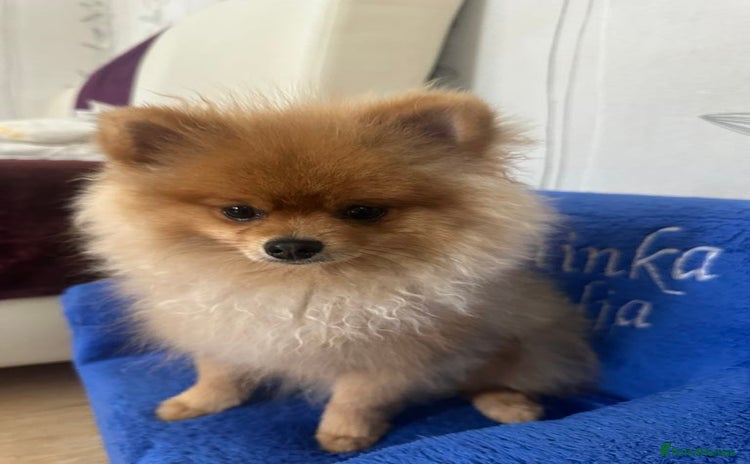 Pomeranian dogs - Advert 12