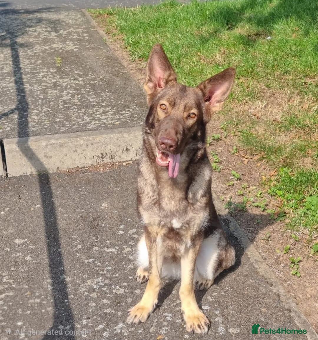 German Shepherd dogs for sale: ✴️Litter due - healthy KC straight back GSP's✴️ - Advert 2