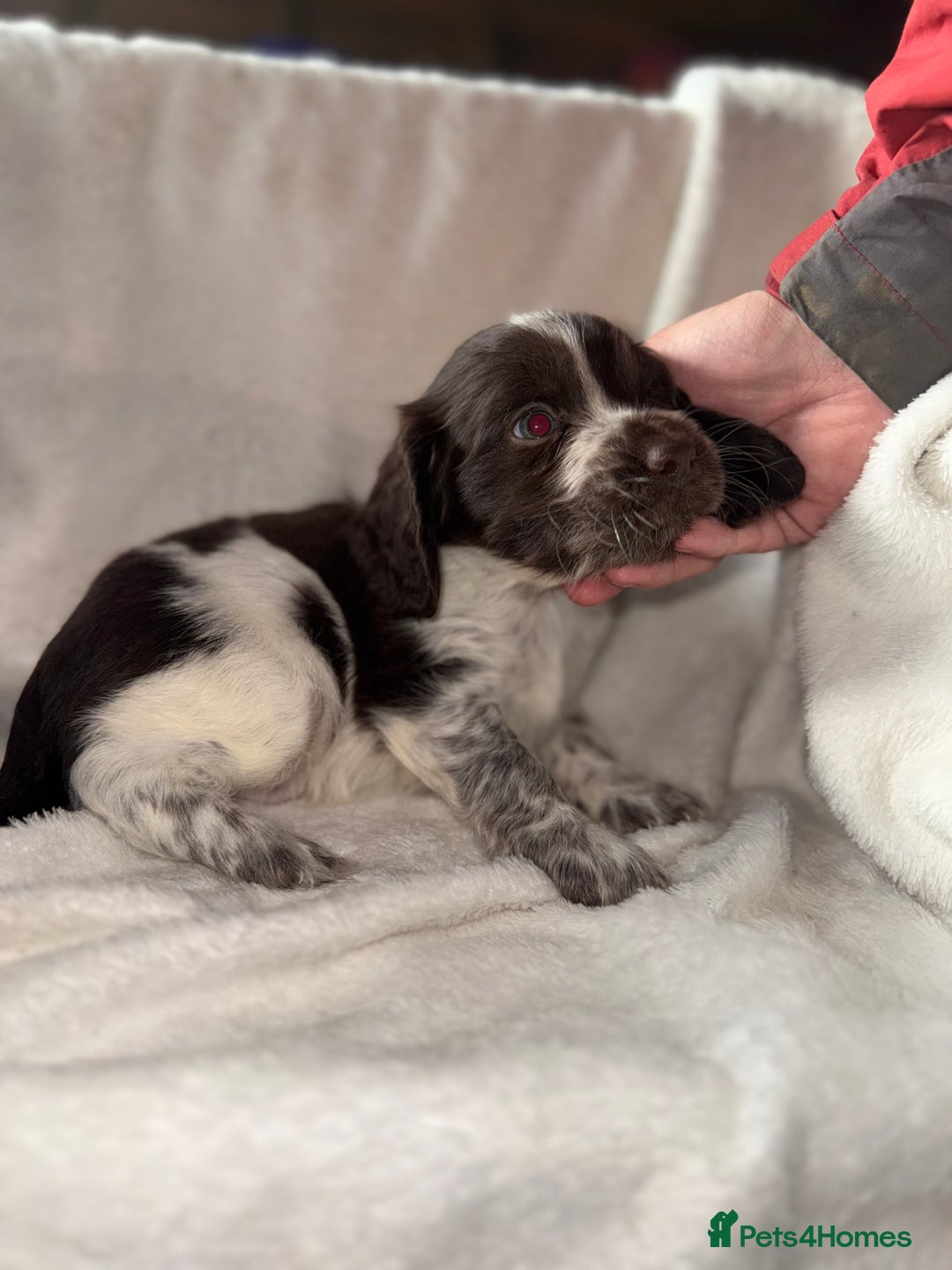 Sprocker dogs for sale: unbelievably marked sprockers 😍 - Image 29
