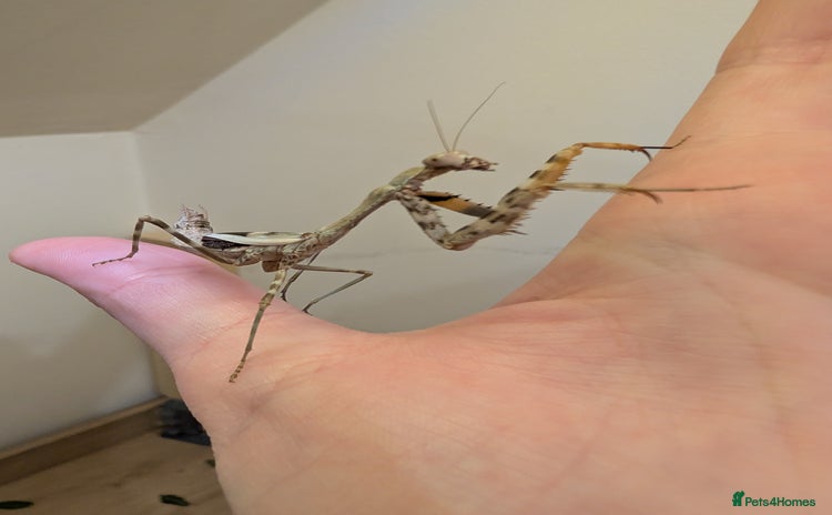 Praying Mantis invertebrates - Advert 1