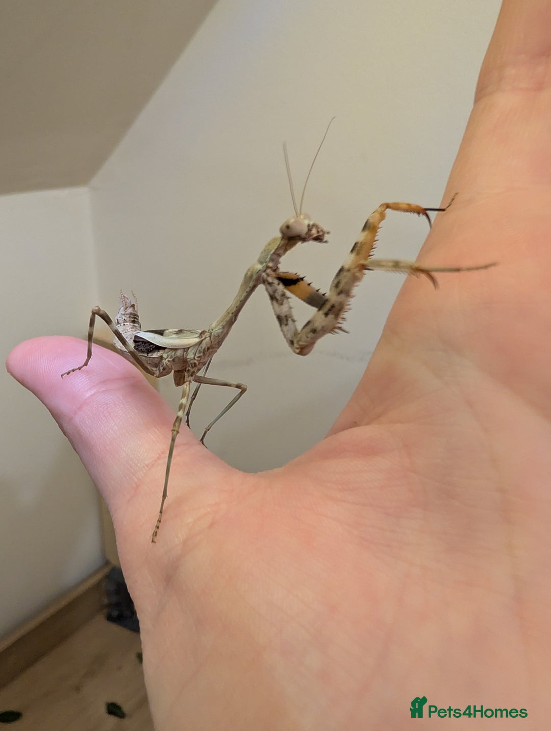 Praying Mantis invertebrates for sale: Budwing and African mantis  - Image 1