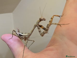 Praying Mantis invertebrates - Advert 4