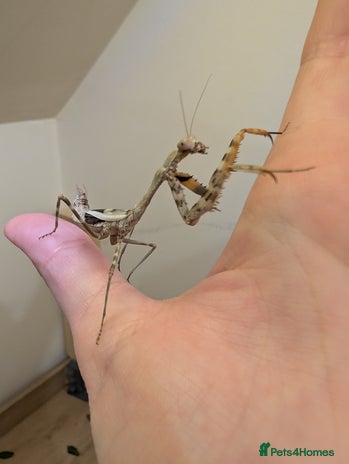 Praying Mantis invertebrates - Advert 3