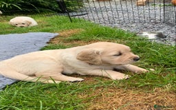 Golden Retriever dogs for sale: 1 BOY LEFT! Beautiful KC Golden Retriever Puppies! in Llanfyrnach - Image 20