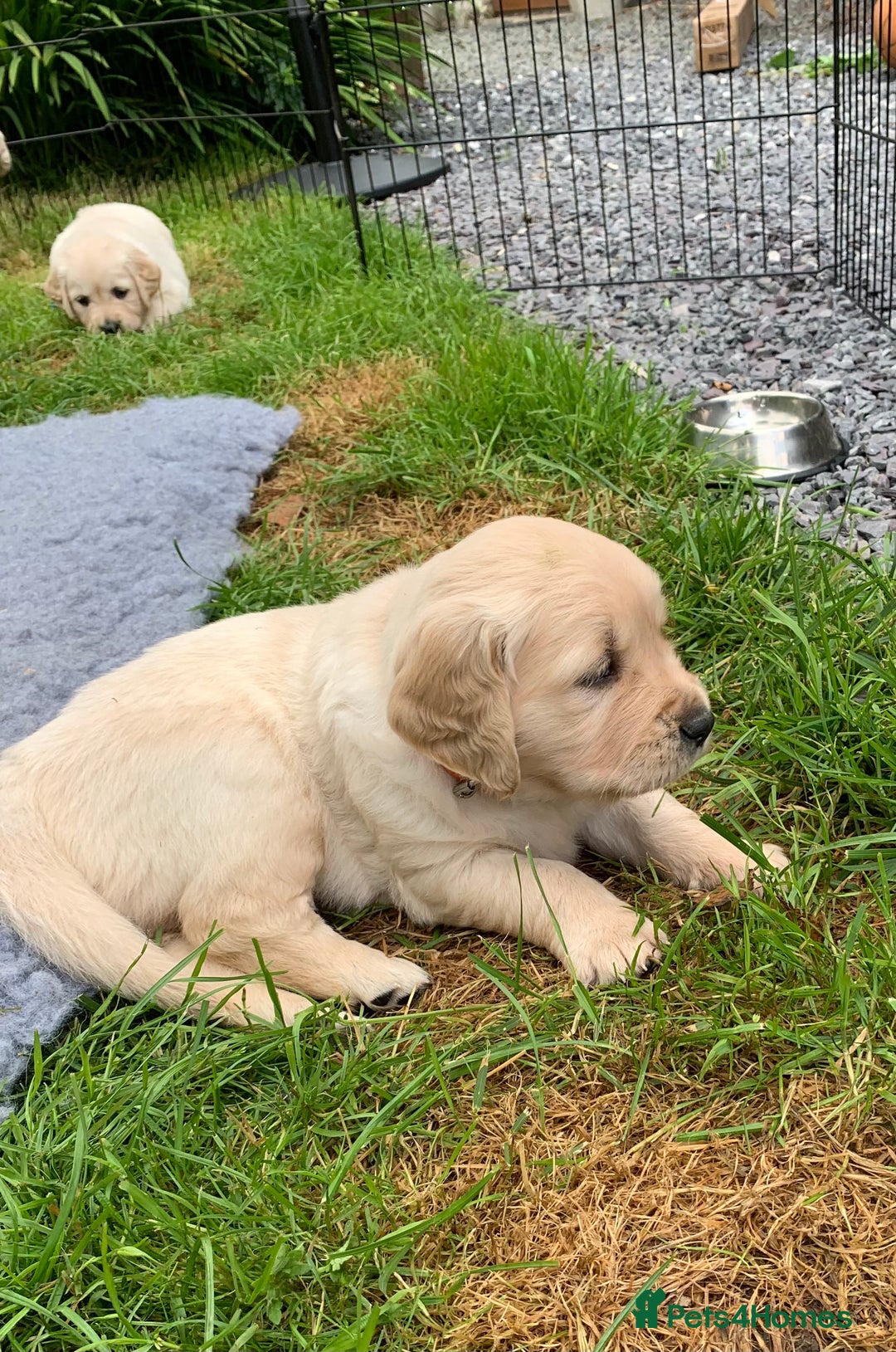Golden Retriever dogs for sale: 1 BOY LEFT! Beautiful KC Golden Retriever Puppies! in Llanfyrnach - Image 20