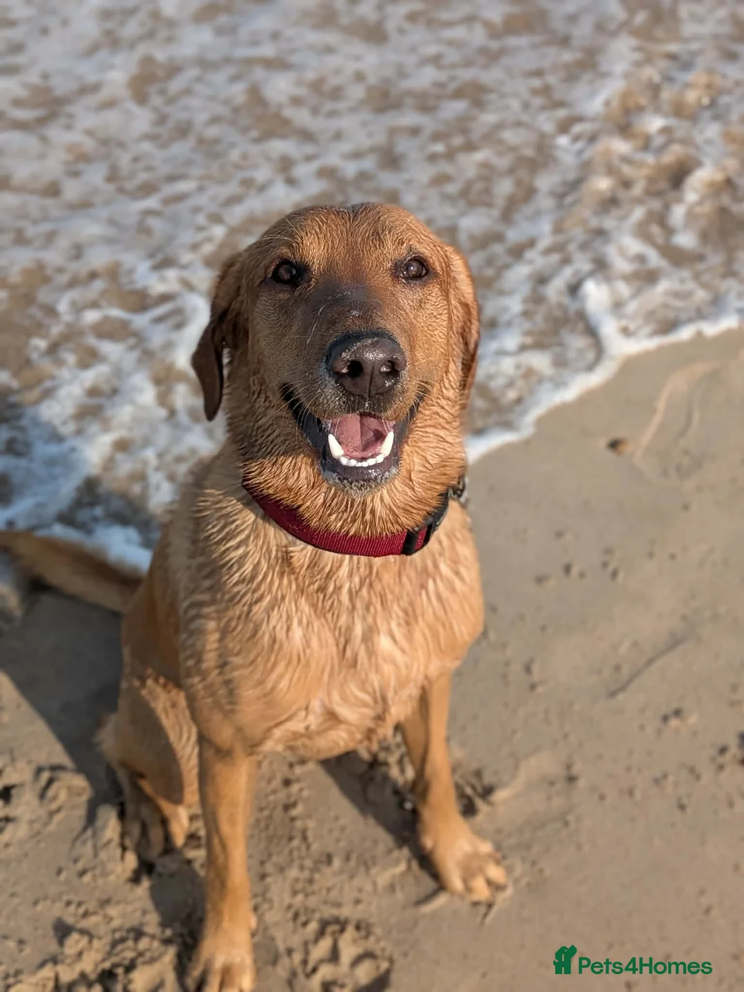 Mixed Breed dogs for stud: Male Dog for Stud - Advert 4