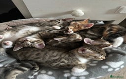 Mixed Breed cats for sale: Beautiful kittens - Image 1