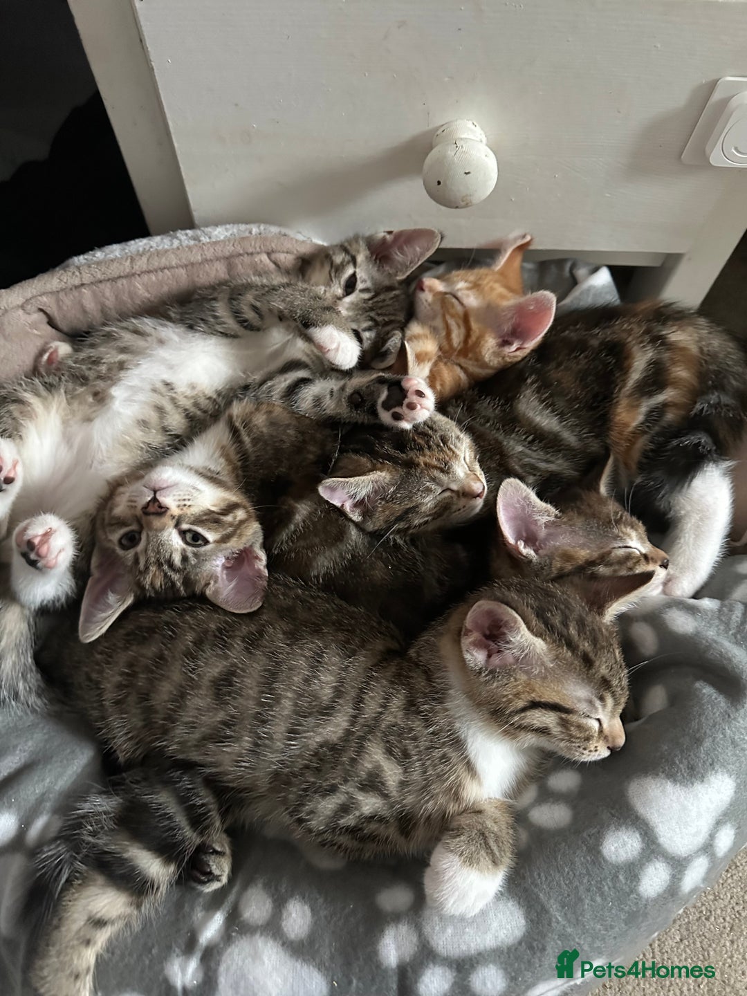 Mixed Breed cats for sale: Beautiful kittens - Image 1
