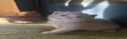 British Shorthair cats for sale: Champion British Shorthair kittens  - Advert 22