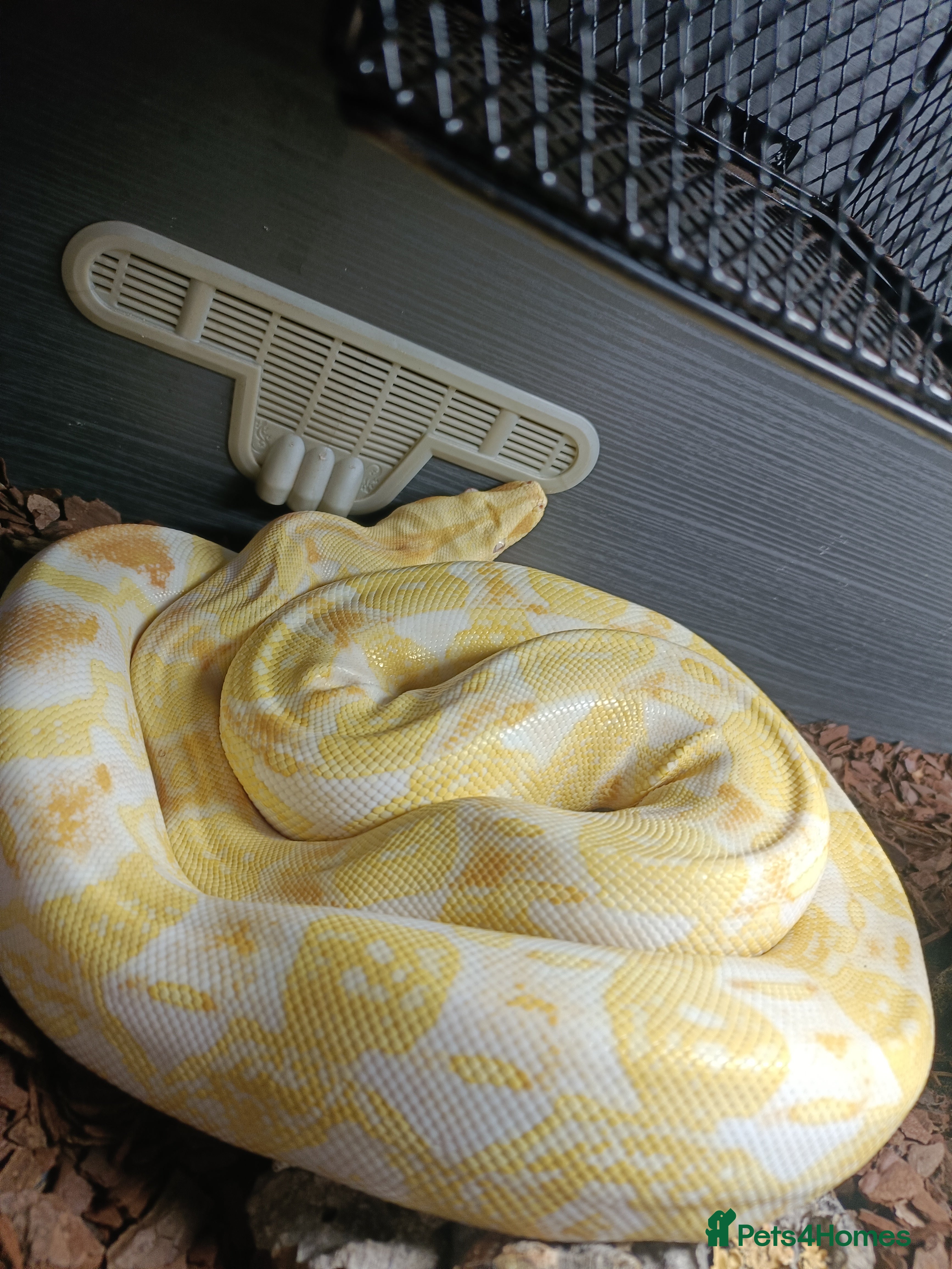 Boa Snake reptiles 3 years old Albino Red Tail Boa Constrictor  - Advert 3