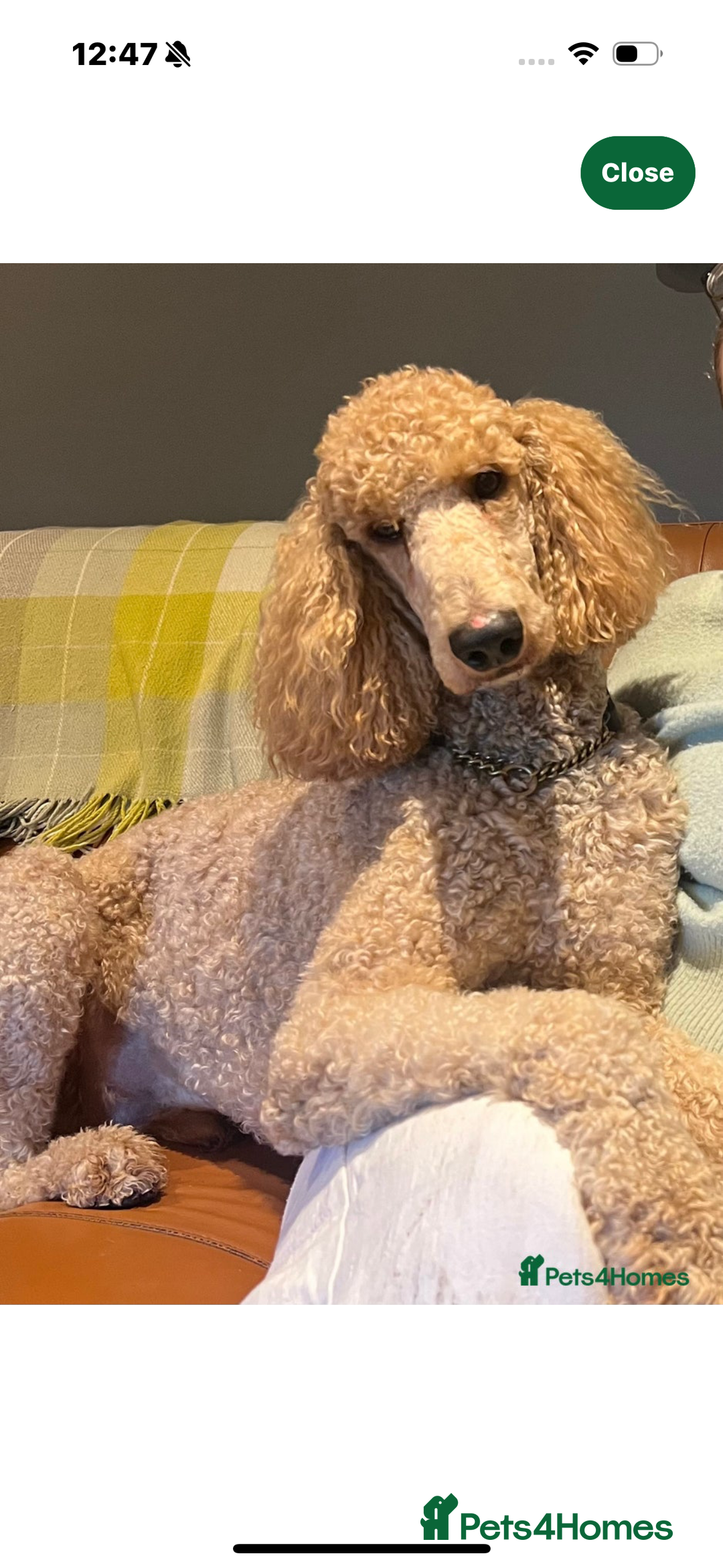 Goldendoodle dogs for sale: F1b Goldendoodle **last pup available ** - Image 5