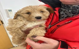 Labradoodle dogs for sale: Gorgeous Healthy Labradoodle Puppies  - Image 9
