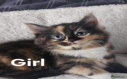 Maine Coon cats for sale: Kittens ready for a new home - Image 15