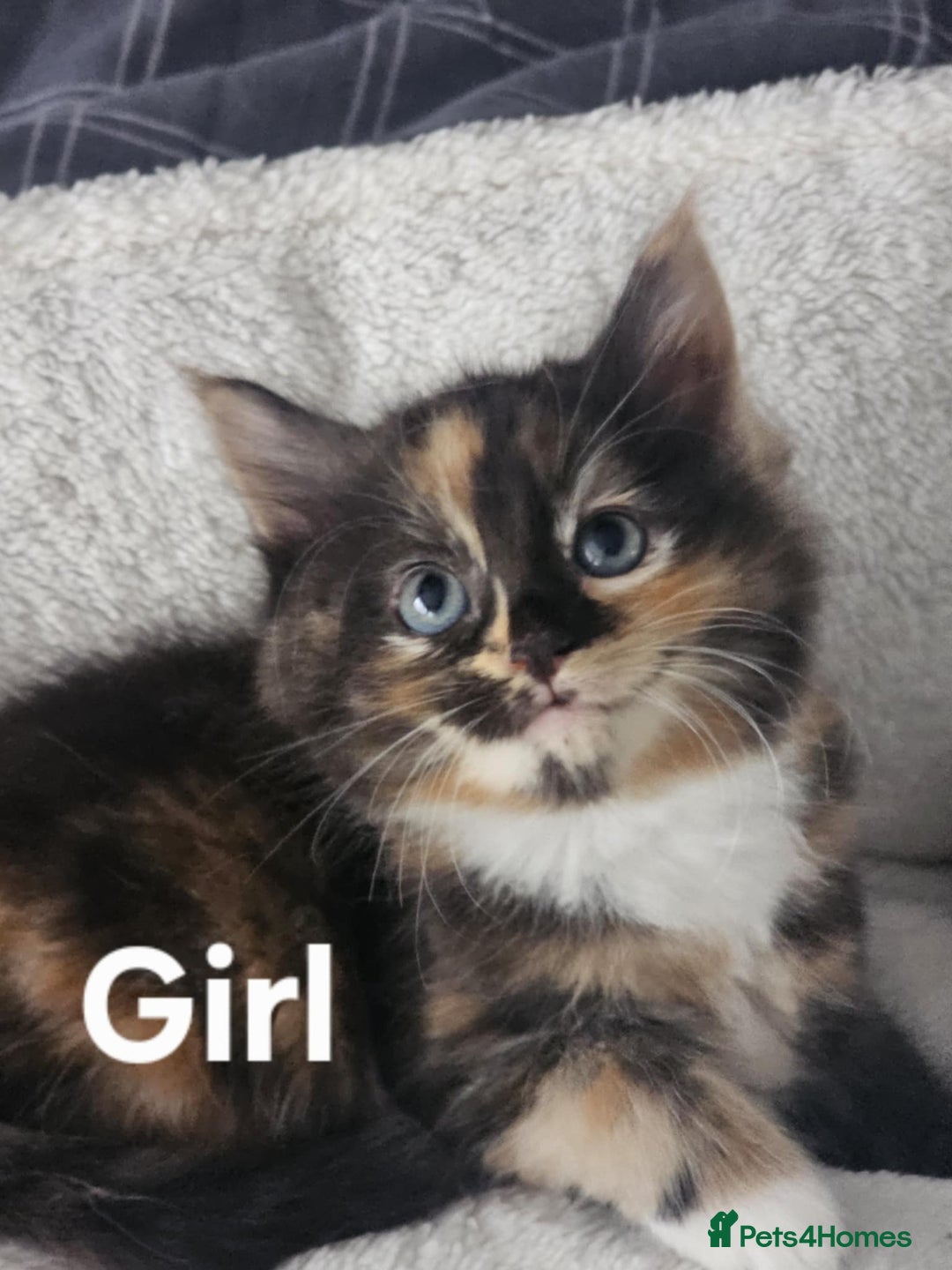 Maine Coon cats for sale: Kittens ready for a new home - Image 15
