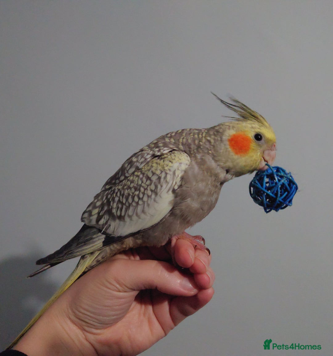 Cockatiels birds for sale: Hand reared silly tame DNA sexed baby cockatiels  - Image 14