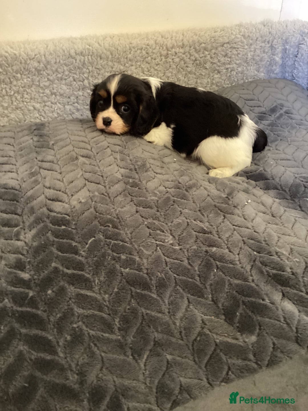 Cavalier King Charles Spaniel dogs for sale: Cavalier King Charles puppies  - Image 4