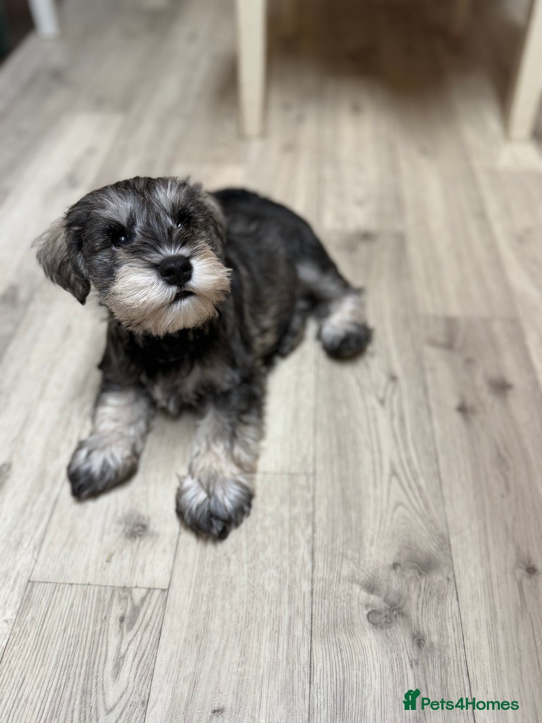 Miniature Schnauzer dogs for sale: One and only Jackie Miniature Shnauzer  - Advert 2