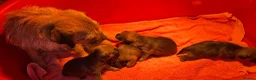 Border Terrier dogs for sale: KC registered Border Terrier Puppies - Advert 8