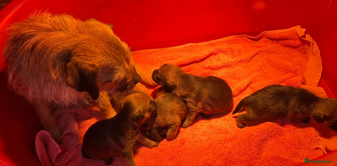 Border Terrier dogs for sale: KC registered Border Terrier Puppies - Advert 8