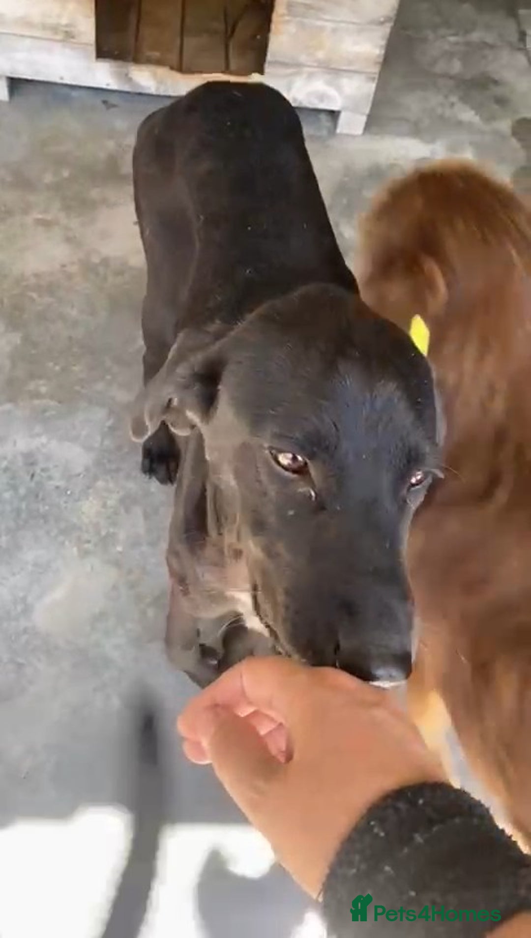 Pointer dogs for adoption: Emu, 8 months approx. Available for adoption. - Image 3