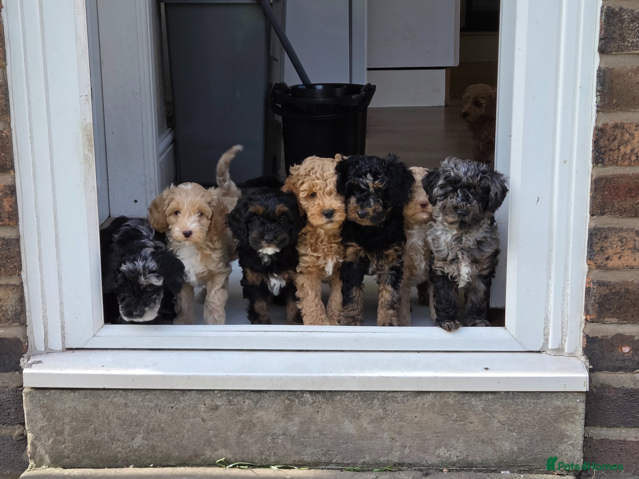 Cockapoo dogs Last 2 F1b Cockapoo Pups inc merle ready Thursday! - Advert 12