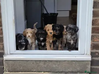 Cockapoo dogs Last 2 F1b Cockapoo Pups inc merle ready Thursday! - Advert 12