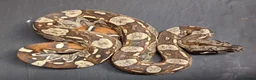 Boa Snake reptiles for sale: IMG Boa constrictors Males & Females  - Advert 1