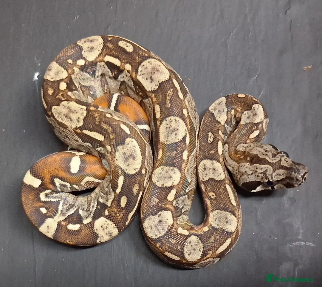 Boa Snake reptiles for sale: IMG Boa constrictors Males & Females  - Advert 1