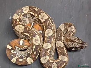 Boa Snake reptiles IMG Boa constrictors Males & Females - Advert 11