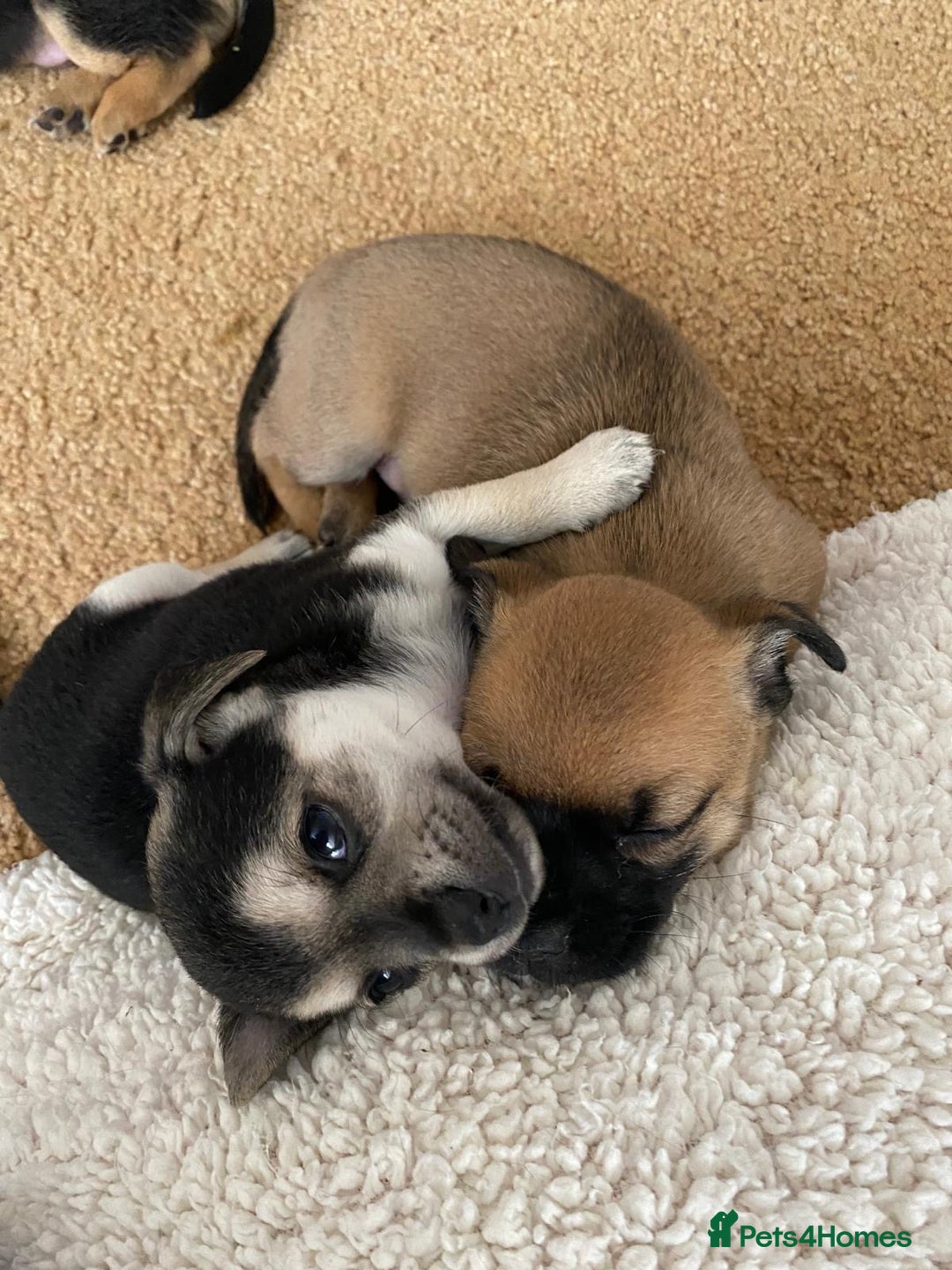 Chihuahua dogs for sale: Beautiful chihuahua pups - Advert 3