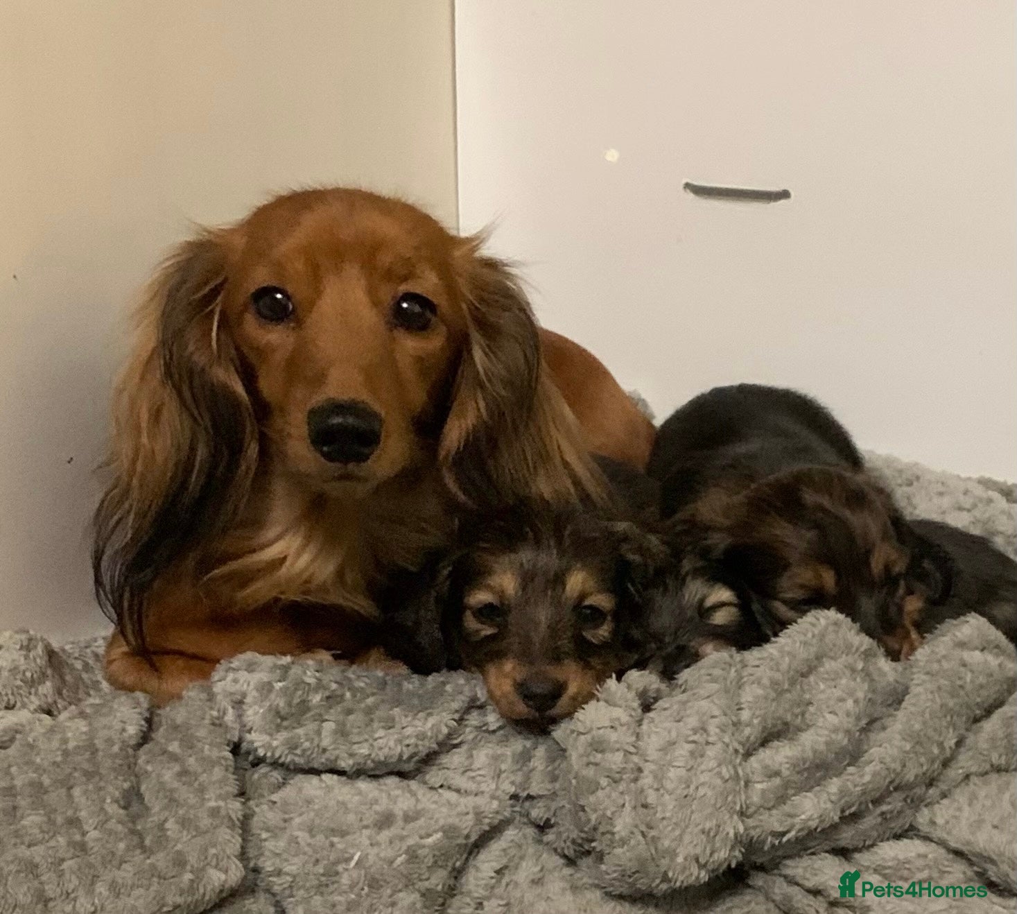 Miniature Dachshund dogs KC Registered true to type Longhaired mini’s - Advert 3