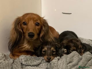 Miniature Dachshund dogs KC Registered true to type Longhaired mini’s - Advert 3