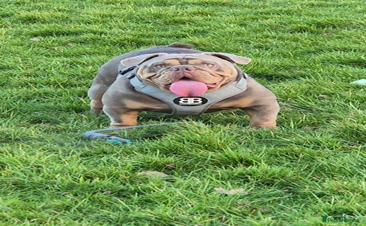 English Bulldog dogs - Advert 1