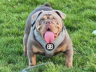 English Bulldog dogs - Advert 10