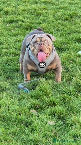 English Bulldog dogs - Advert 1