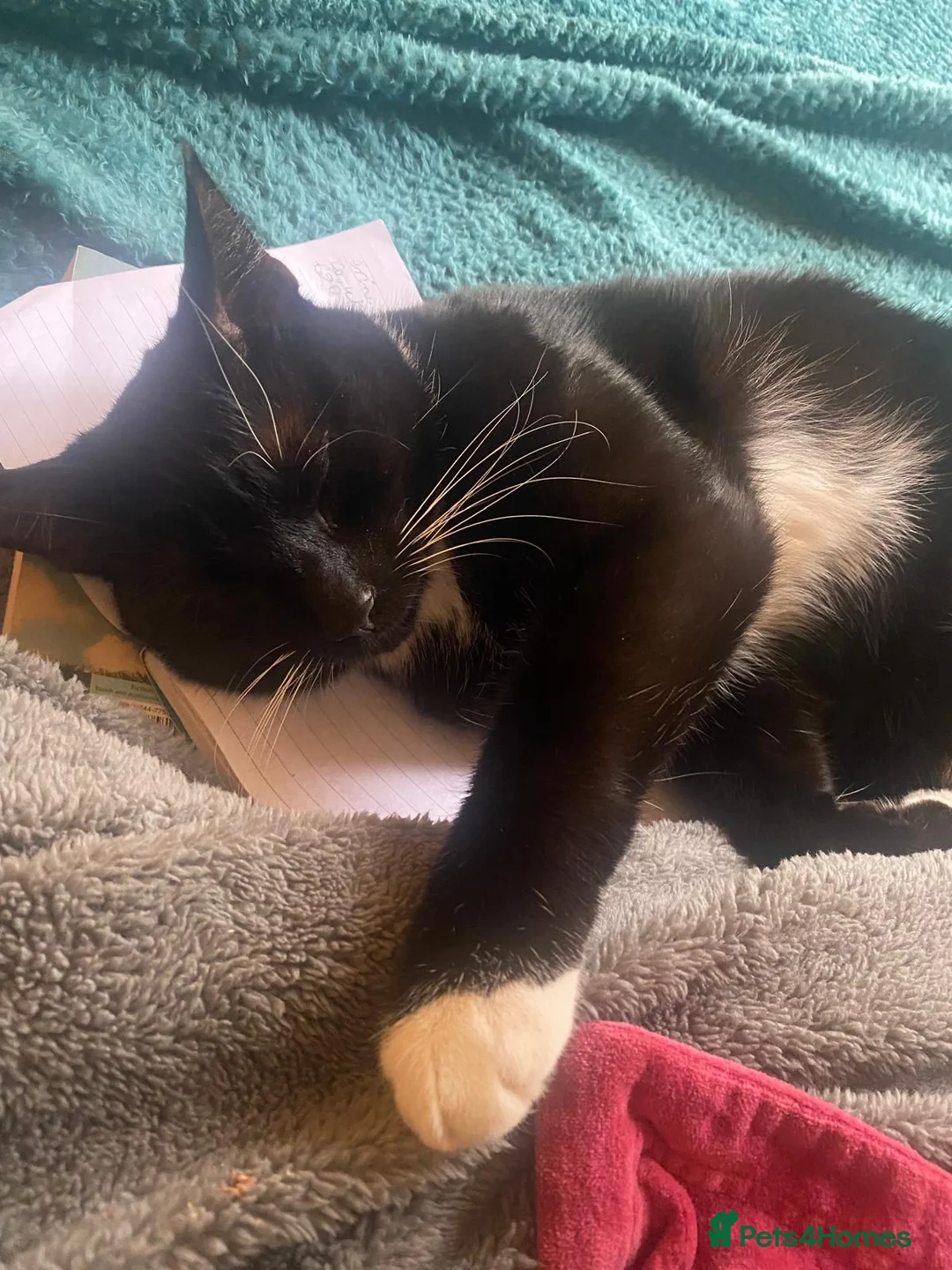 British Shorthair cats for sale: 2 loving brothers need a new home ! - Advert 2