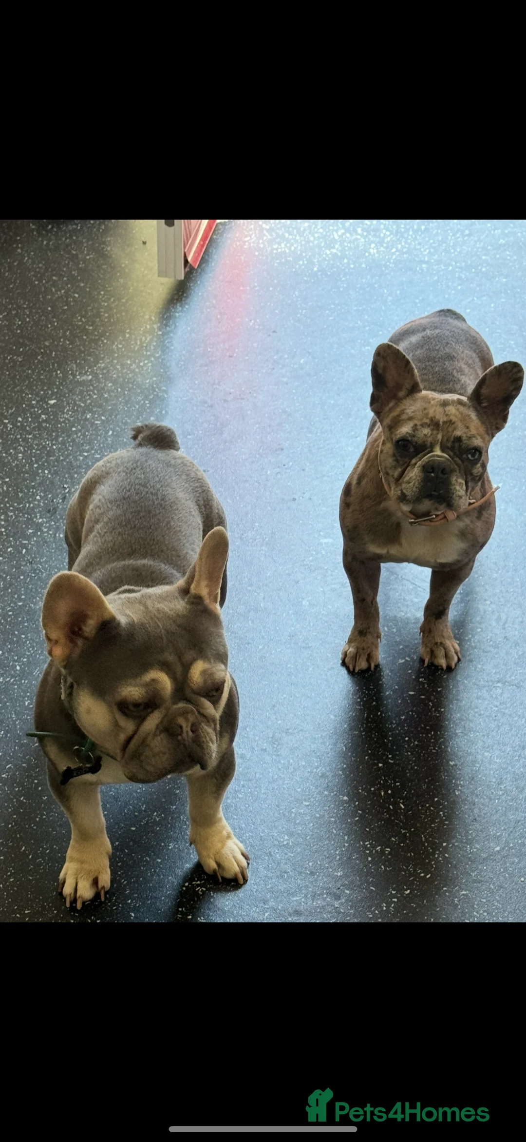 French Bulldog dogs for sale: Litter of 6 raised by a family with children  - Advert 4