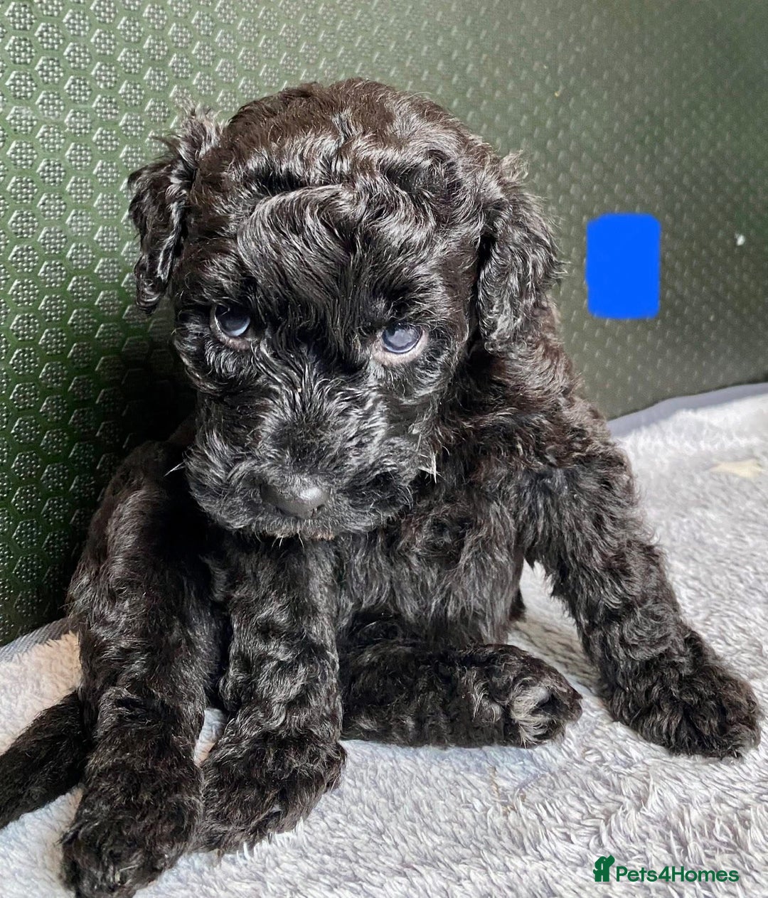 Portuguese Water Dog dogs for sale: Portuguese Water Dog Puppies For Sale - Image 5