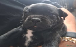 Staffordshire Bull Terrier dogs for sale: Chunky Staffy puppies excellent bloodline - Image 11