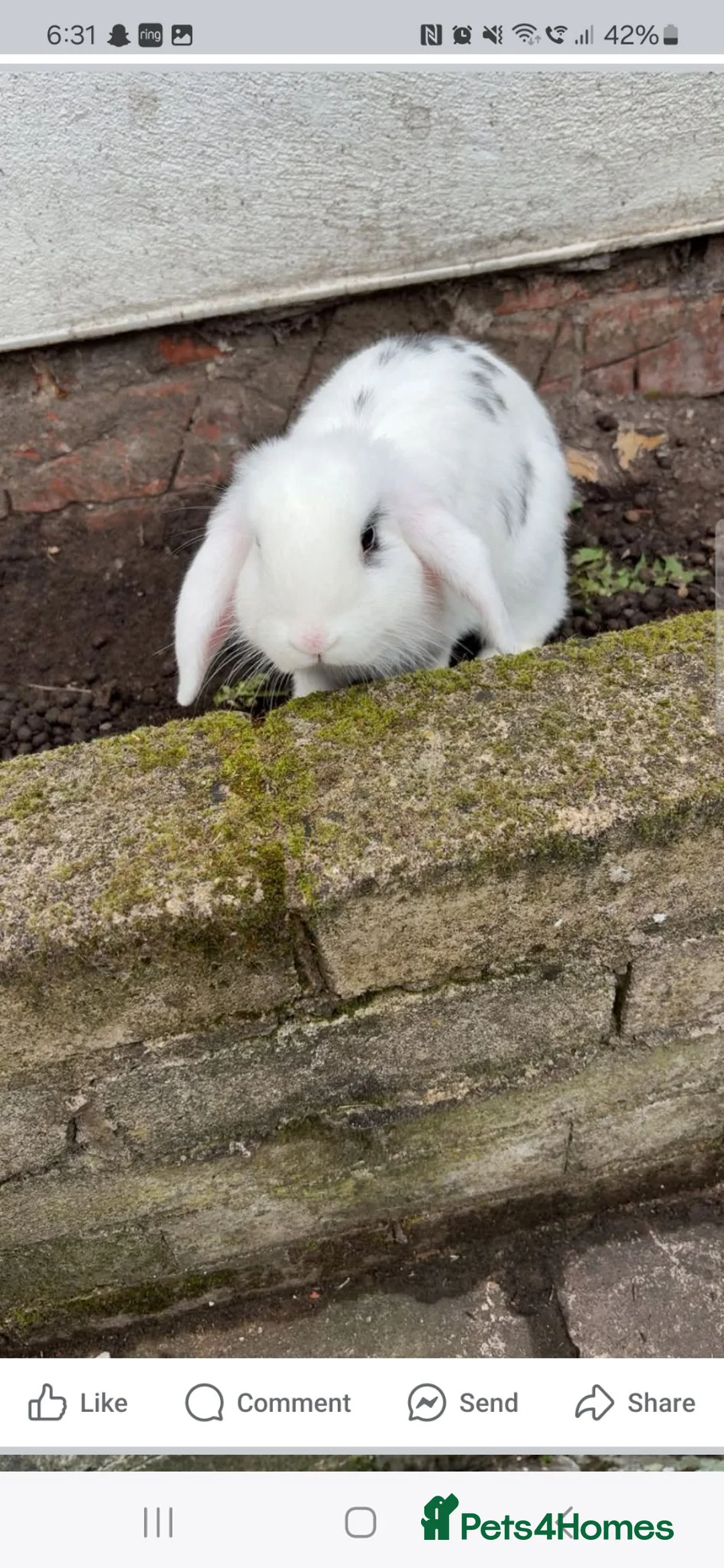 Mixed Breed rabbits for sale: Sale rehome 12 to 18month old bonded bunnies - Advert 12