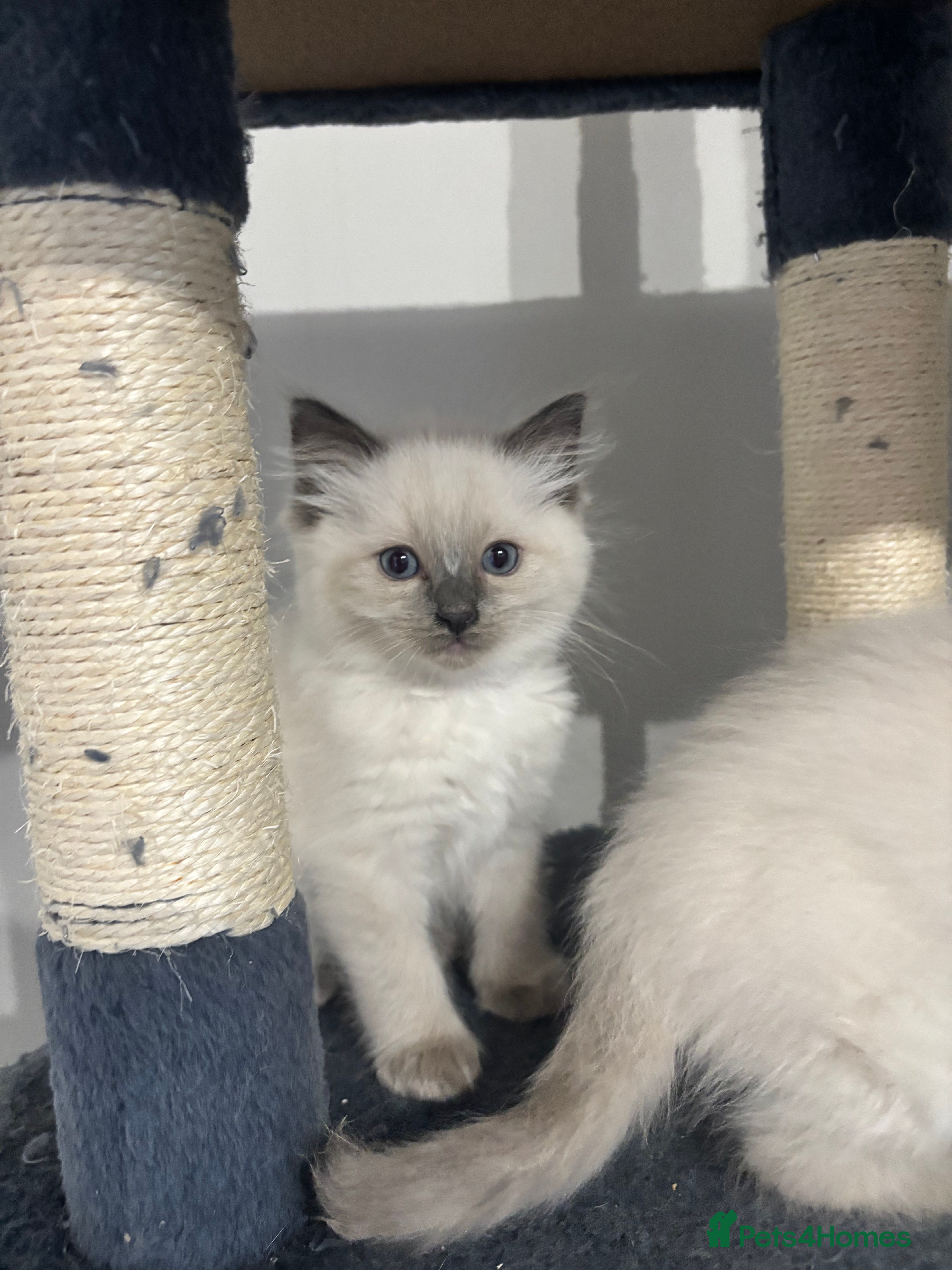 Ragdoll cats Bluepoint Ragdoll kittens 1 x boy left  - Advert 1